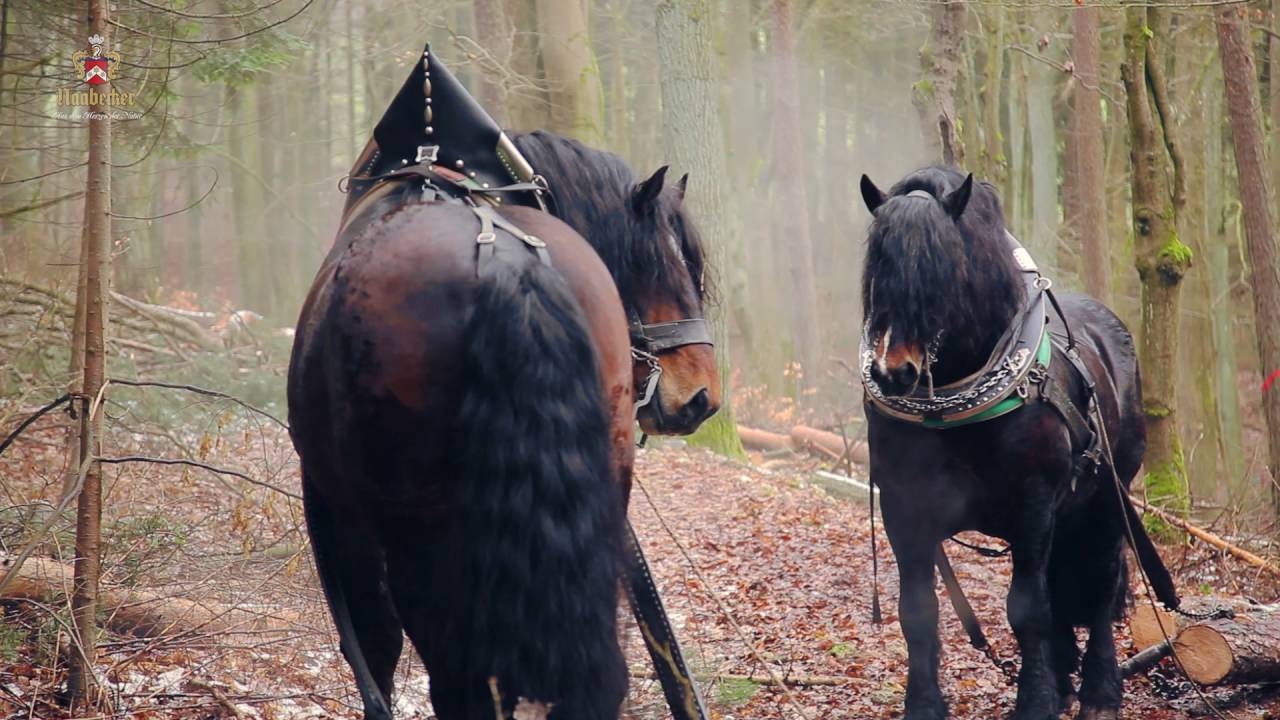 Nachhaltige Waldbewirtschaftung im Naabecker Forst