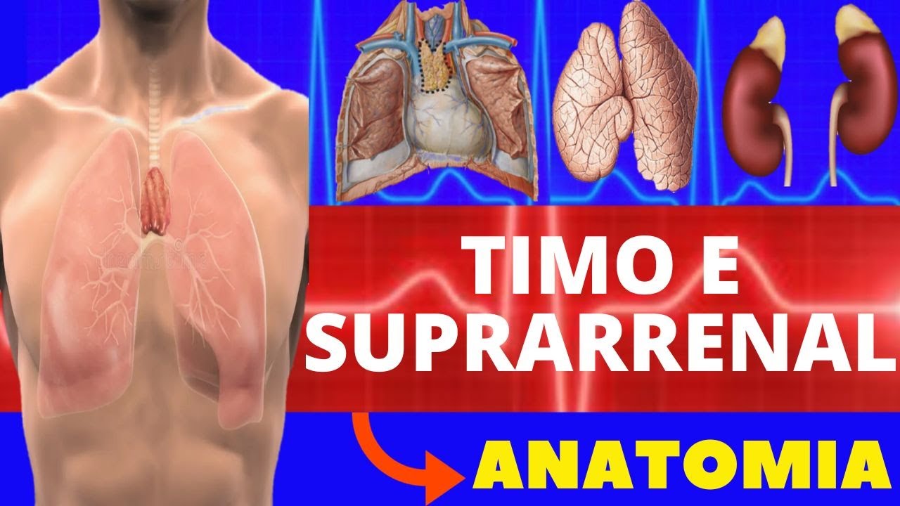ANATOMIA DO TIMO E GLÂNDULA SUPRARRENAL (ANATOMIA HUMANA) #anatomiahumana