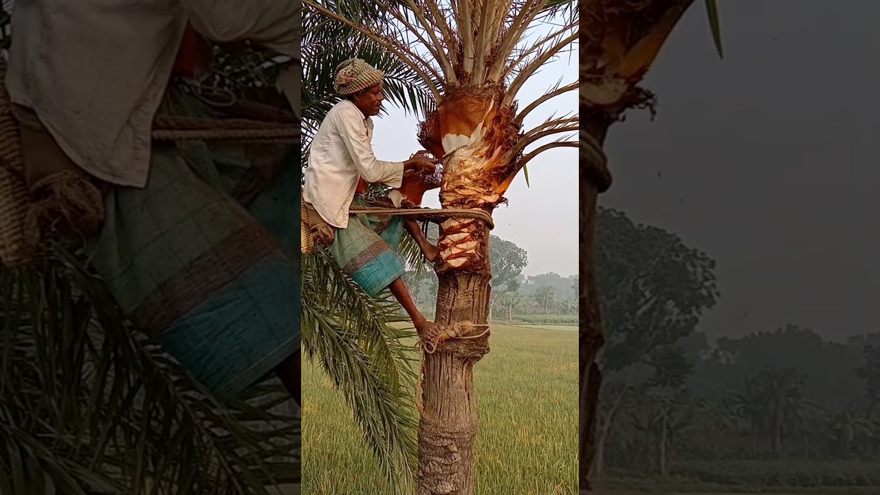 যশোরের ঐতিহ্যবাহী খেজুরের রস আহরণ করার জন্য গাছ প্রিপারেশন। প্রথম ধাপ