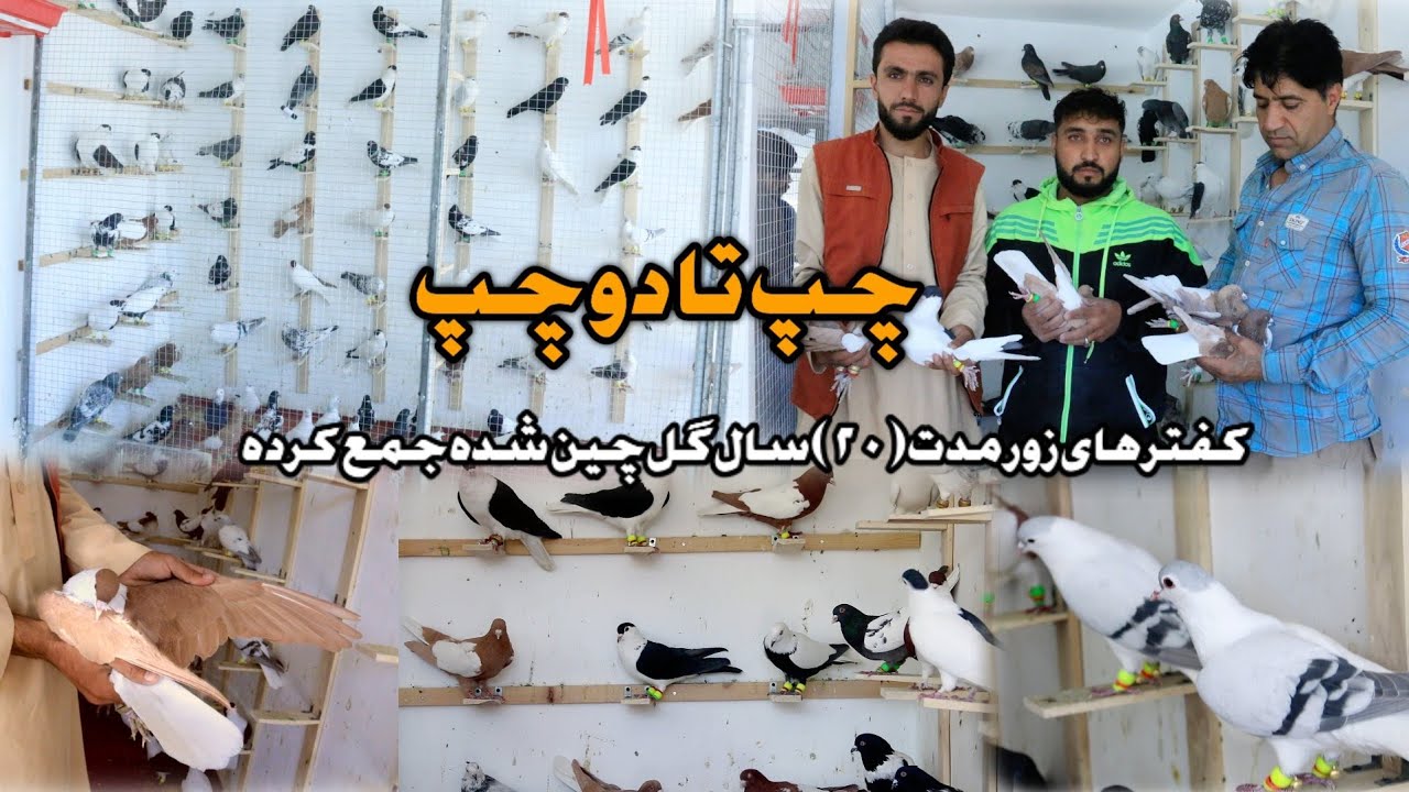 چپ تا #دوچپ دوکان نبی جان | کفتر های گلچین شده ۲۰ سال