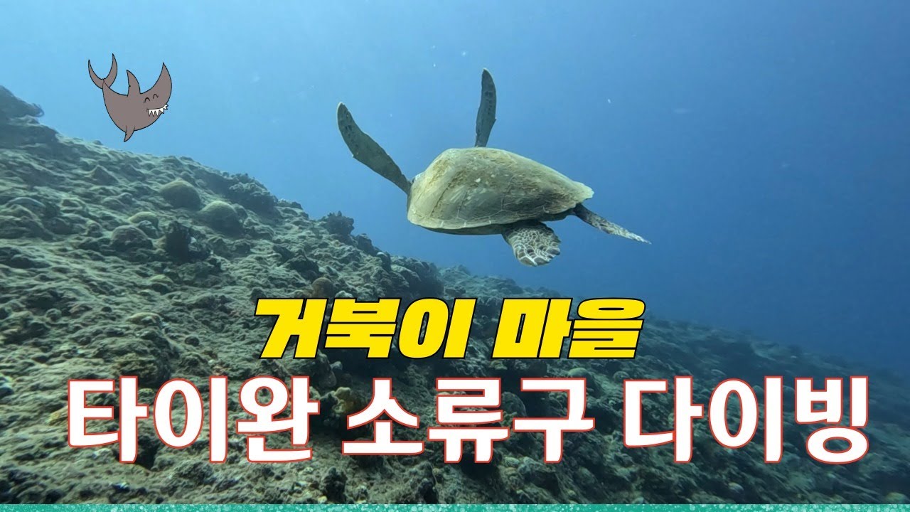 거북이 천국,,,타이완 소류구 #타이완여행 #소류구 #소류규여행 #타이완 #스쿠버다이빙 #거북이 #다이빙 #대만여행