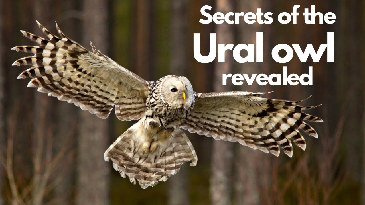 В центре внимания – уральская неясыть (Strix Uralensis). Невероятный хищник с самой яркой внешнос...