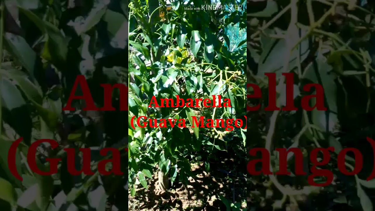 How to grow your own Ambarella (Guava Mango)