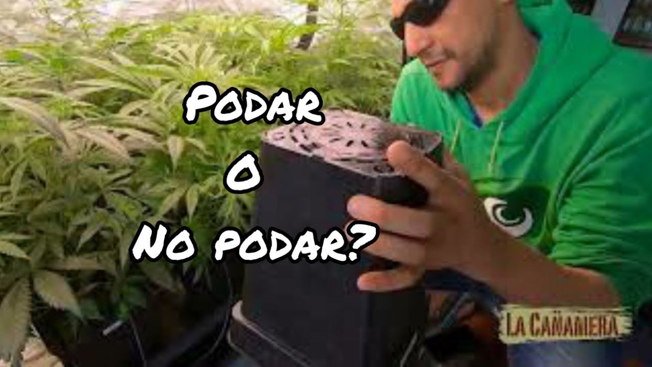 La verdad sobre podar plantas: mitos y realidades