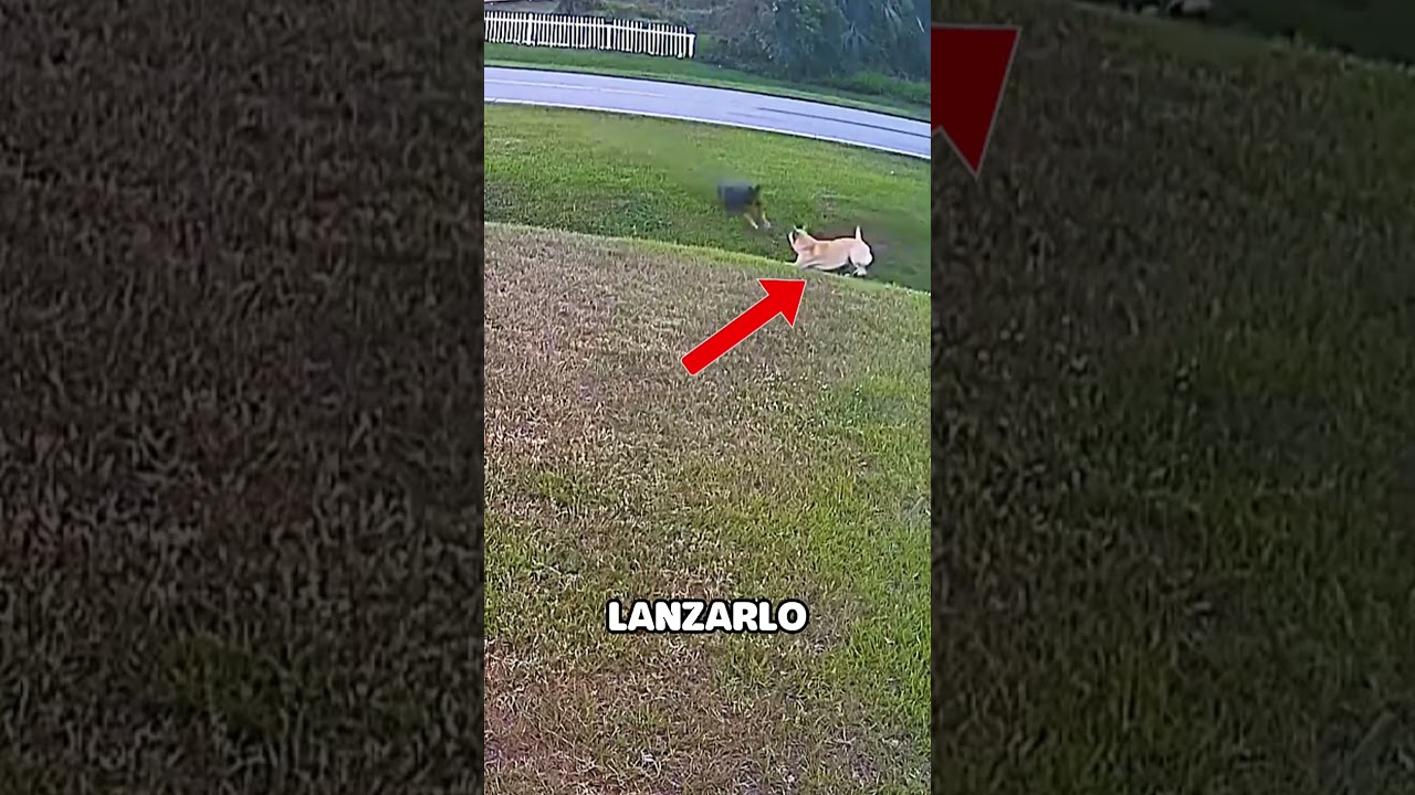 Perro H&eacute;roe Defiende a su Due&ntilde;o de un Ataque Sorprendente!  🐾