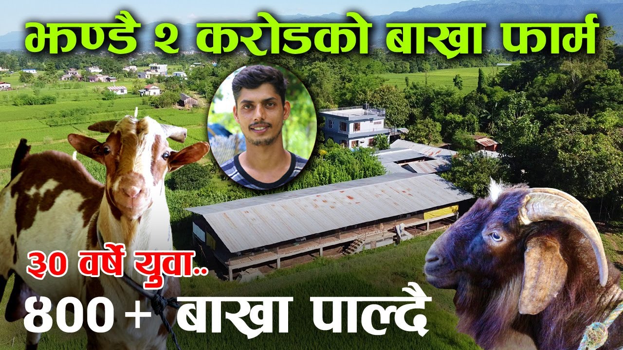 ४०० भन्दा बढी बाख्रा पालन गर्दै आएका युवा कृषक, सुनाए पछिल्लो ८ वर्षको अनुभव र भावी योजना