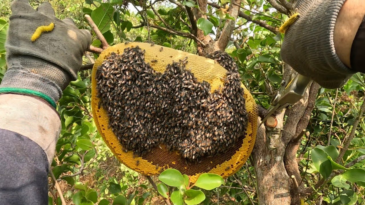 #19 bắt ong ruồi khu vực kiến Đức Đăk nông