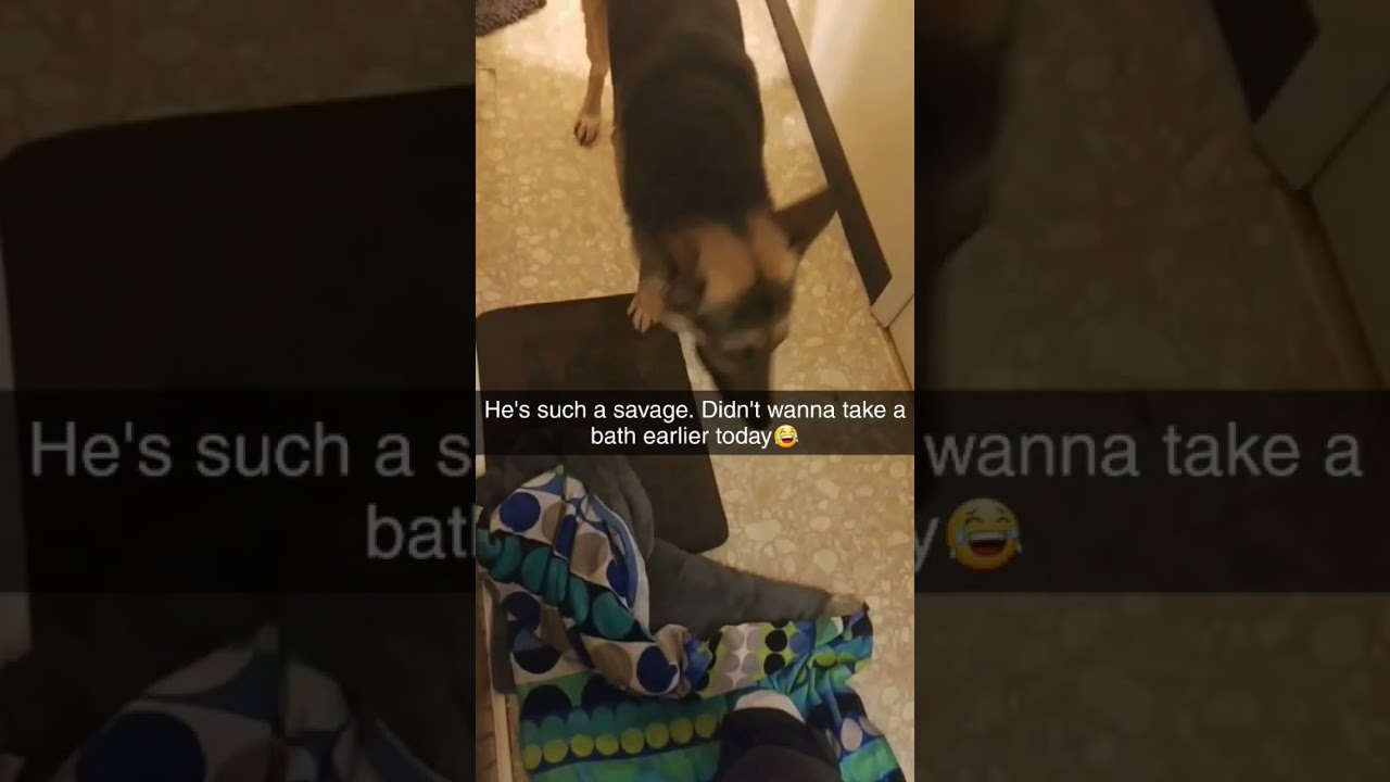 The DAB at the end.. 😭💀#germanshepherd #bathtimefun #angrydog