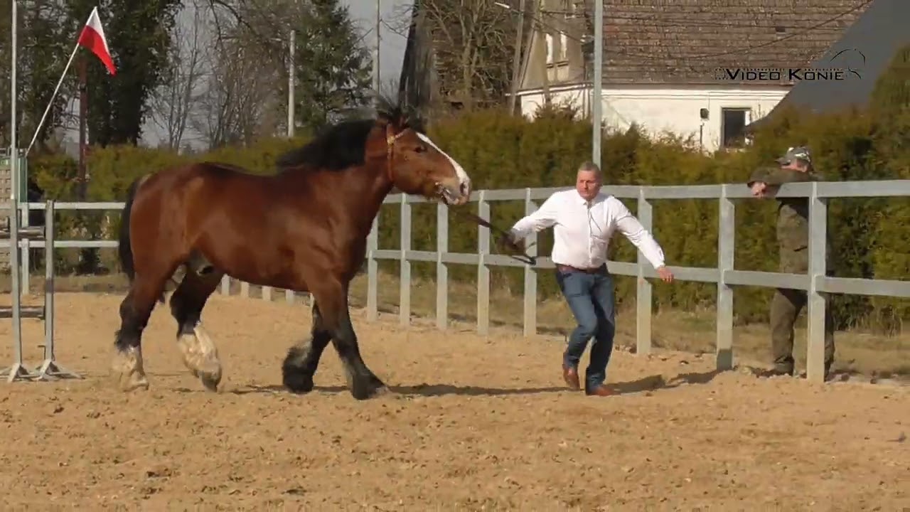ogier CHOCCO MR ur. 2023  rasa arden polski o. AMOLIS m. CHANEL po RUBIS 144