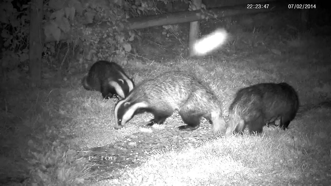 Badger whine, growl, chatter and chase ! - with sound
