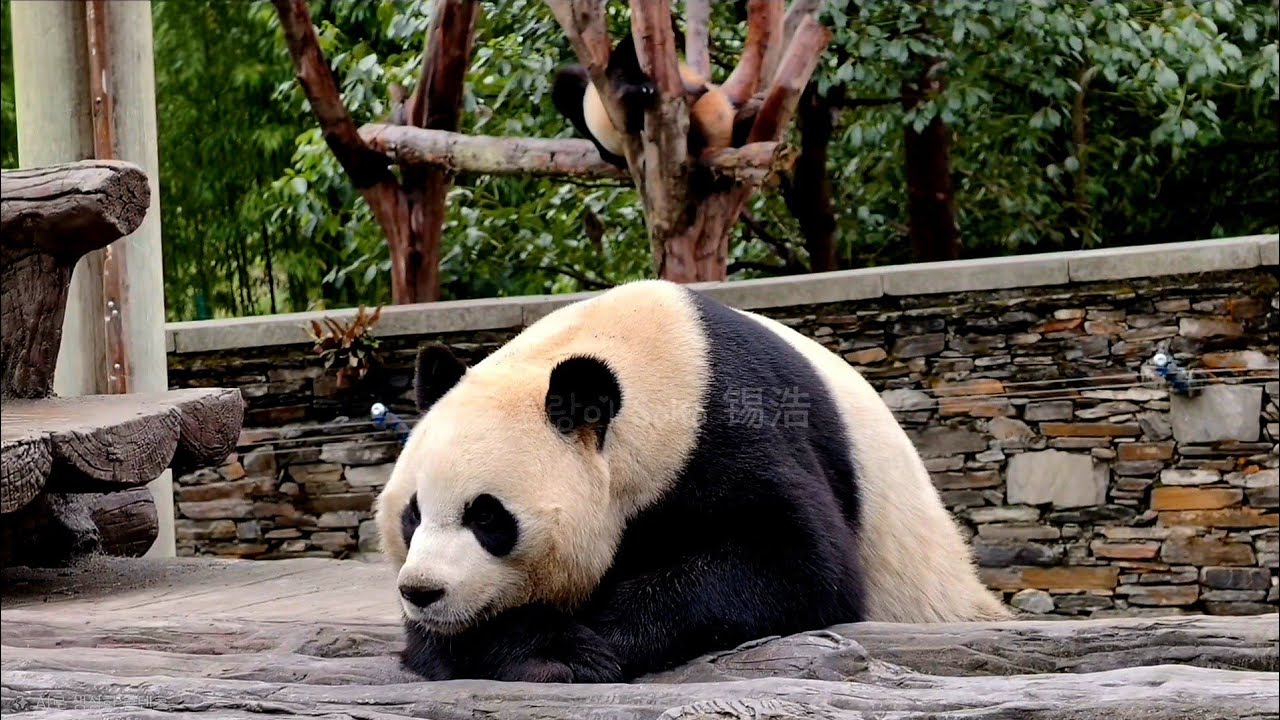 오늘은 서로 등돌리고 자네요...ㅋㅋㅋ | 3월 2일 오전(푸바오 실시간) Panda Fubao