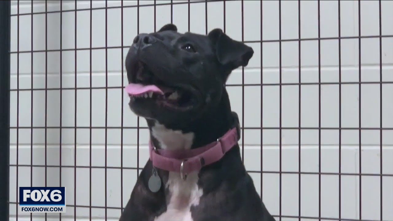 HAWS dog awaiting adoption, been at shelter for 1 year | FOX6 News Milwaukee