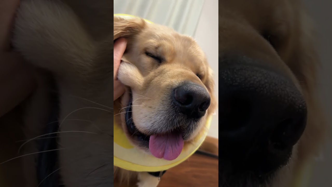 コスプレ犬　人魚にされた犬 #ボーダーコリー #GoldenRetriever #bordercollie #ゴールデンレトリバー#犬のいる暮らし #多頭飼い＃癒し＃しつけ