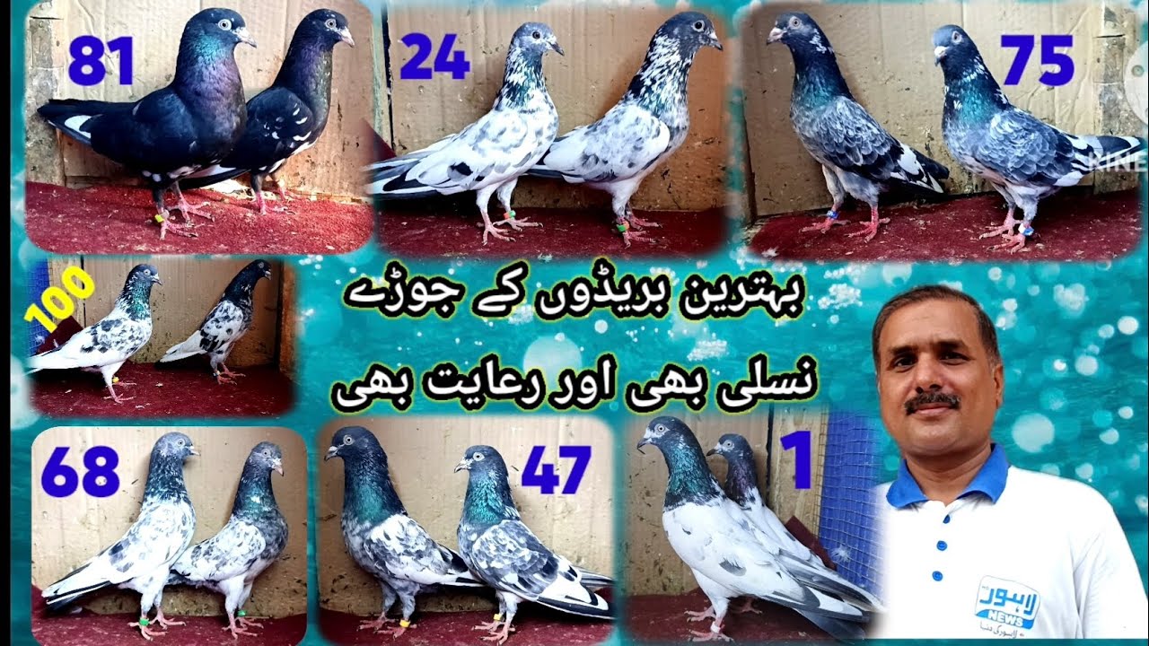 Breeders pigeon pairs