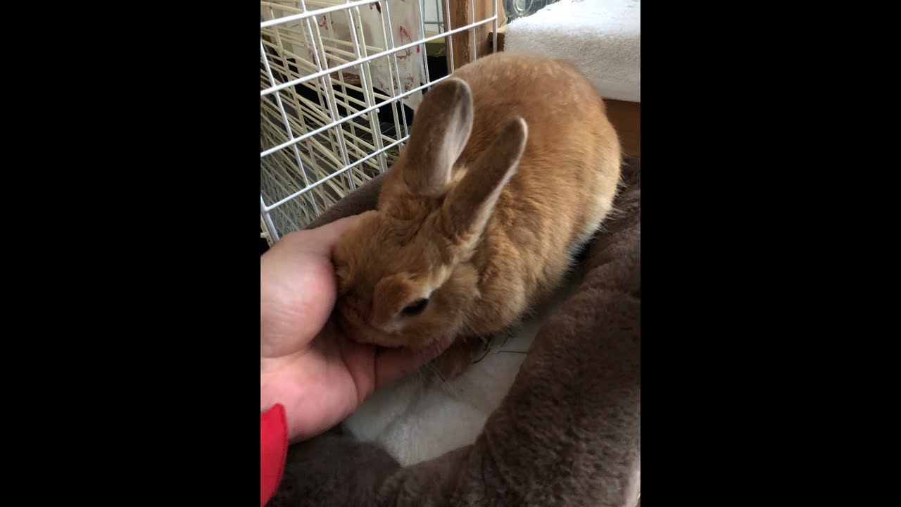 1/27【昼coco】うさぎのcocoちゃん　Coco the Rabbit, from Japan がライブ配信中！