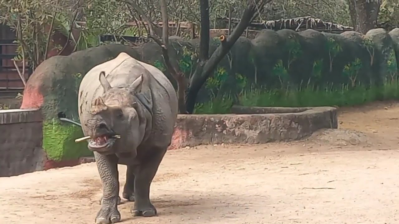Nehru Zoological Park in Hyderabad is a sprawling 380-acre wildlife park