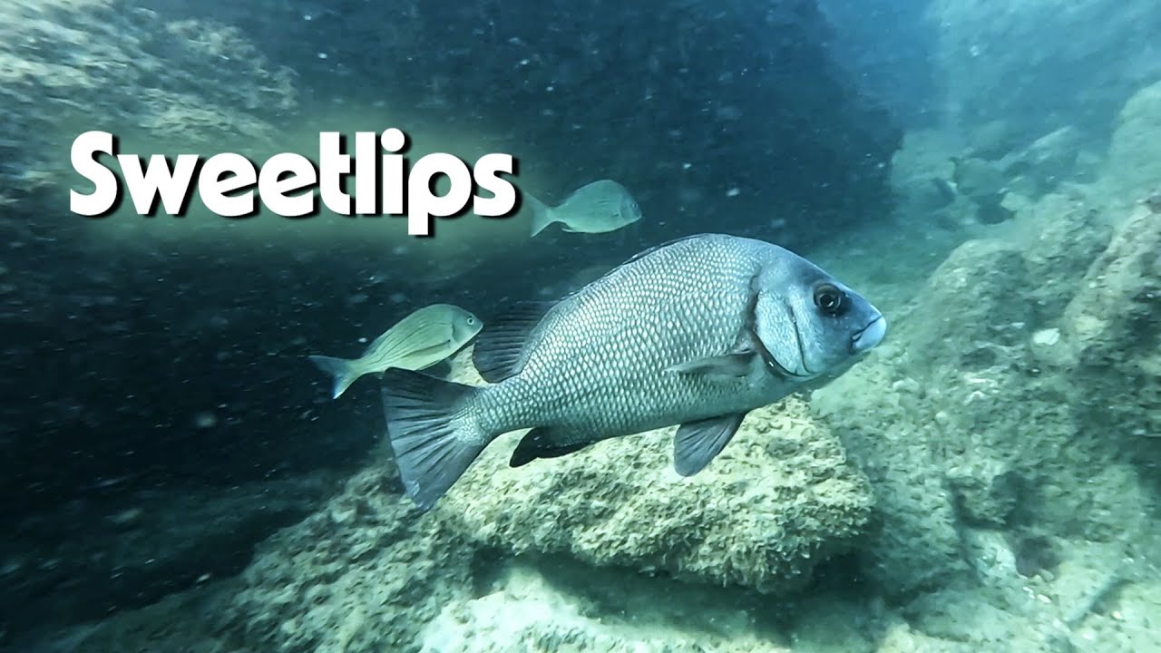 Relaxing Video - Snorkeling with Brown Sweetlips at the Gold Coast Seaway