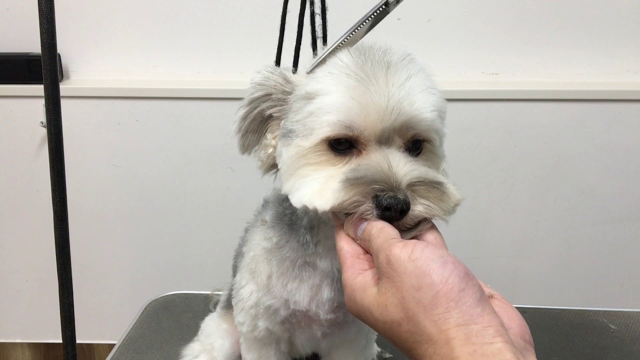 MIX犬の顔のカット［顔丸く］