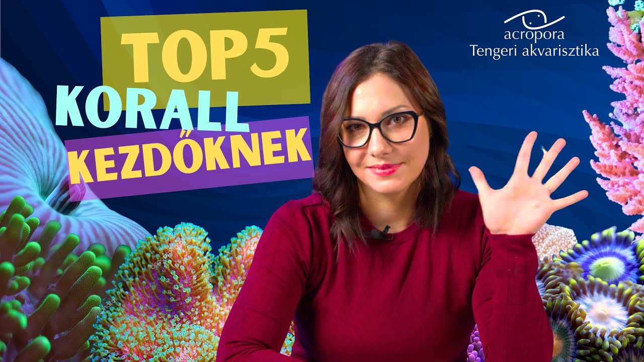 TOP 5 KORALL kezdőknek- Amikkel nehezen lősz mellé!