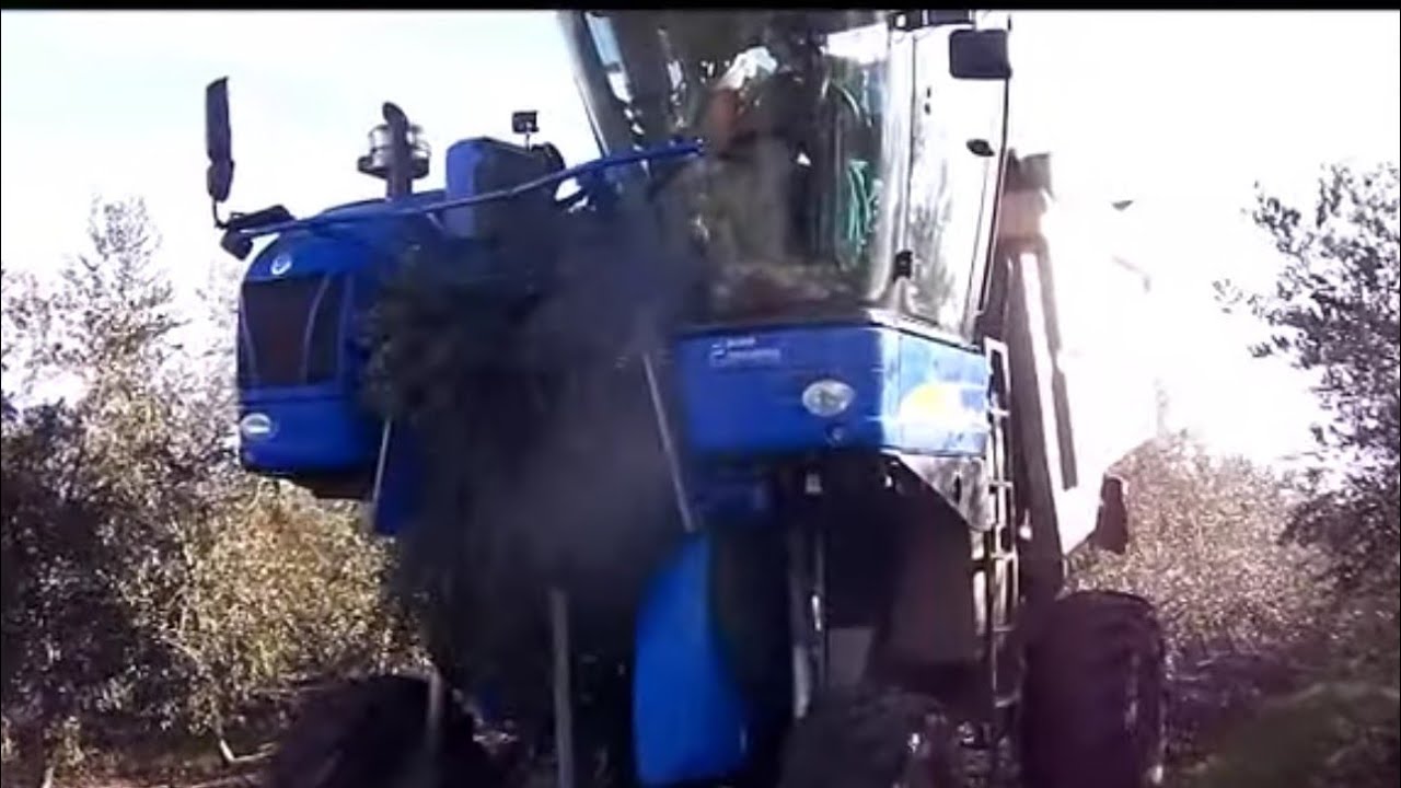 cosechadora de aceitunas del grupo Gallardo