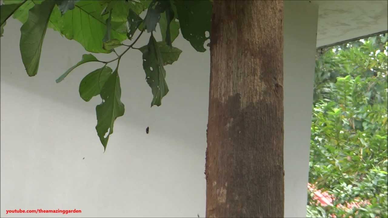 Teak tree - Tectona grandis
