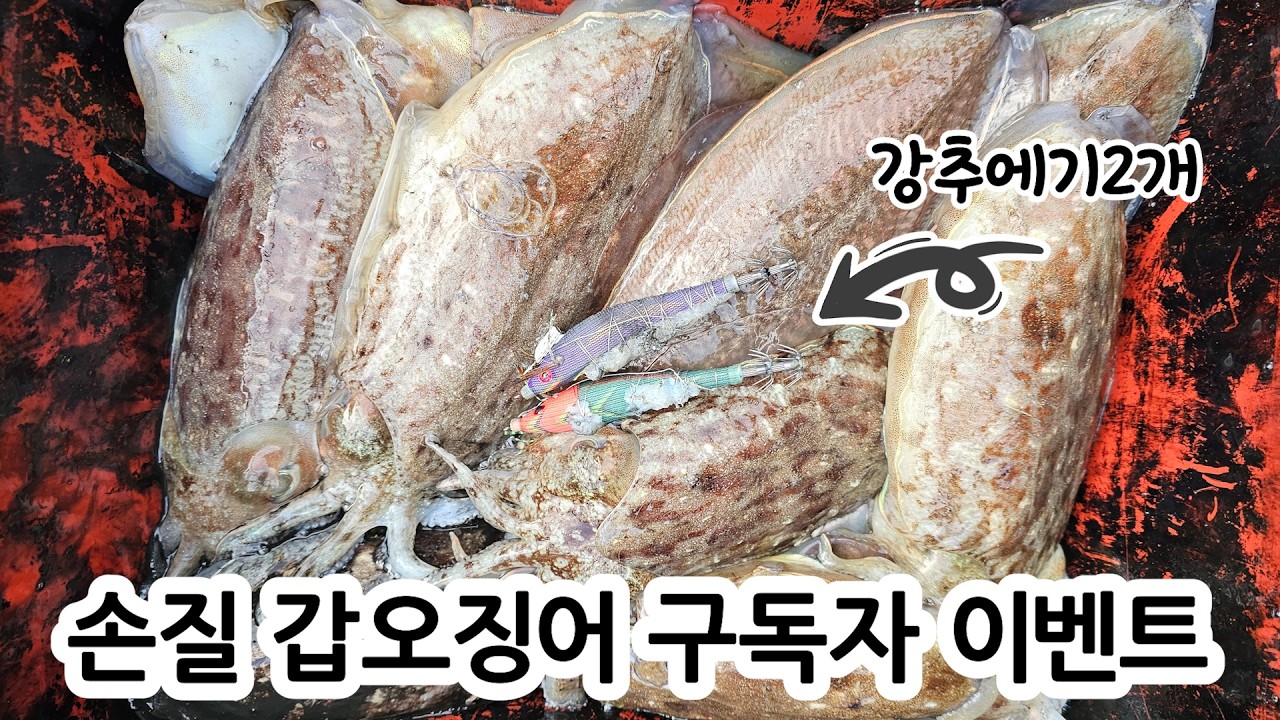 3월 클대로 커버린 제주 갑오징어 과연 학꽁치포는 의미가 있는걸까..? #우아호 #나비삼봉