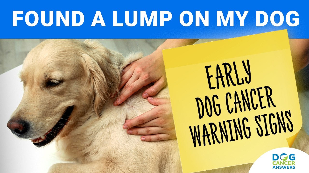 Found a Lump on My Dog and Other Bad Signs | David Vail, DVM, MS, Dip. ACVIM (Oncology)