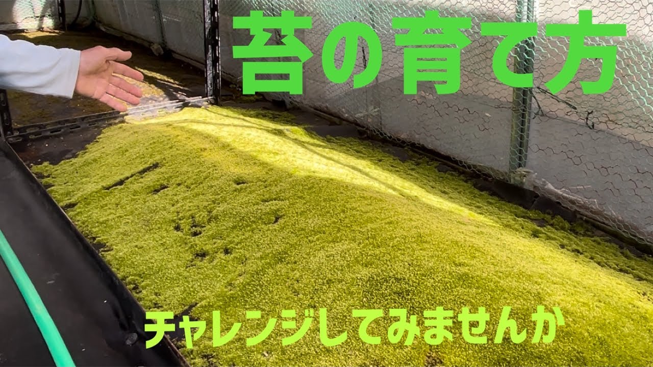 苔の育て方