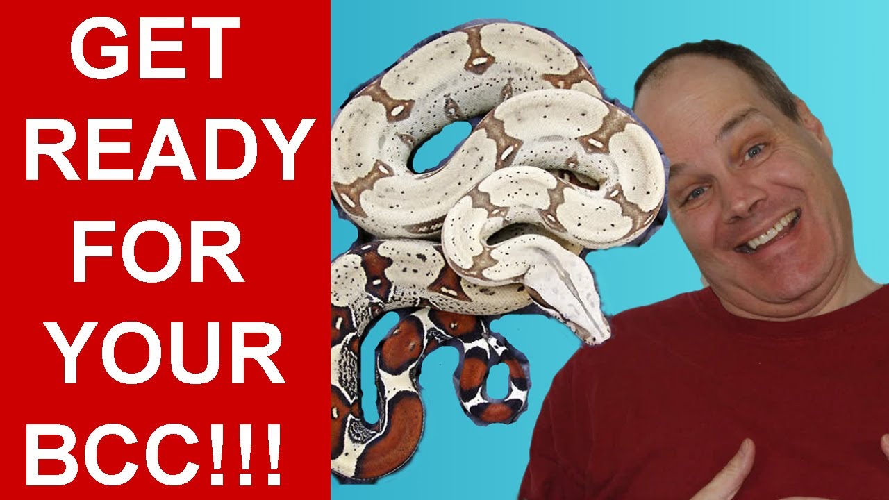 Your First True Red Tail Boa Constrictor- A Complete Starting Guide!
