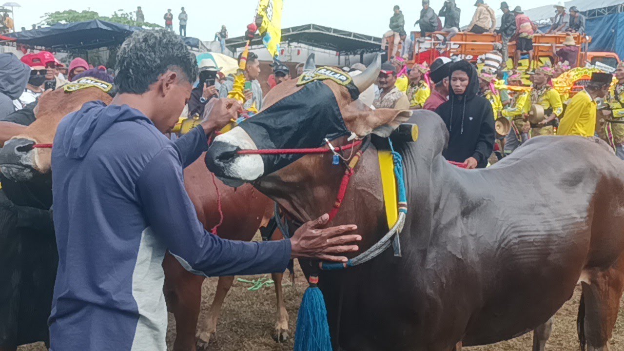 Kerapan sapi madura Acara Akan segera di Mulai