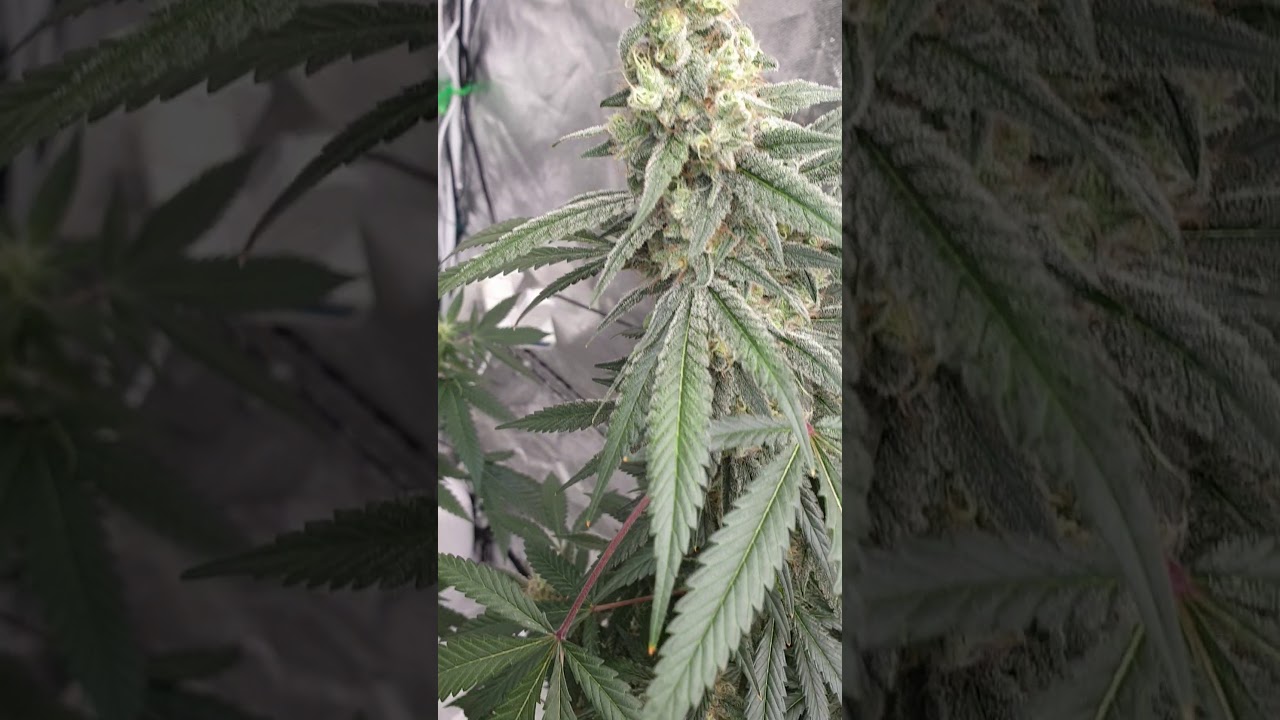 Original Tangie 🎯🐐🔥🍑🍓❤️💚❤️🤟💪👍😜