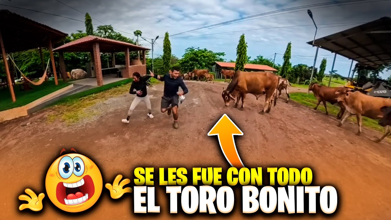 Wendy y Camarón se fueron a sobar al toro bonito pero él los cuerneo