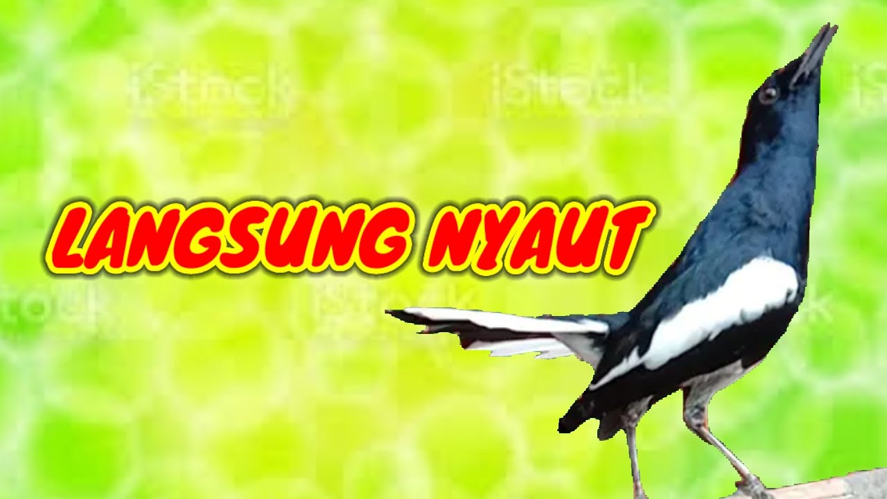 MEMANCING KACER APASAJA SUPAYA CEPAT BUNYI LANGSUNG NYAUT GACOR