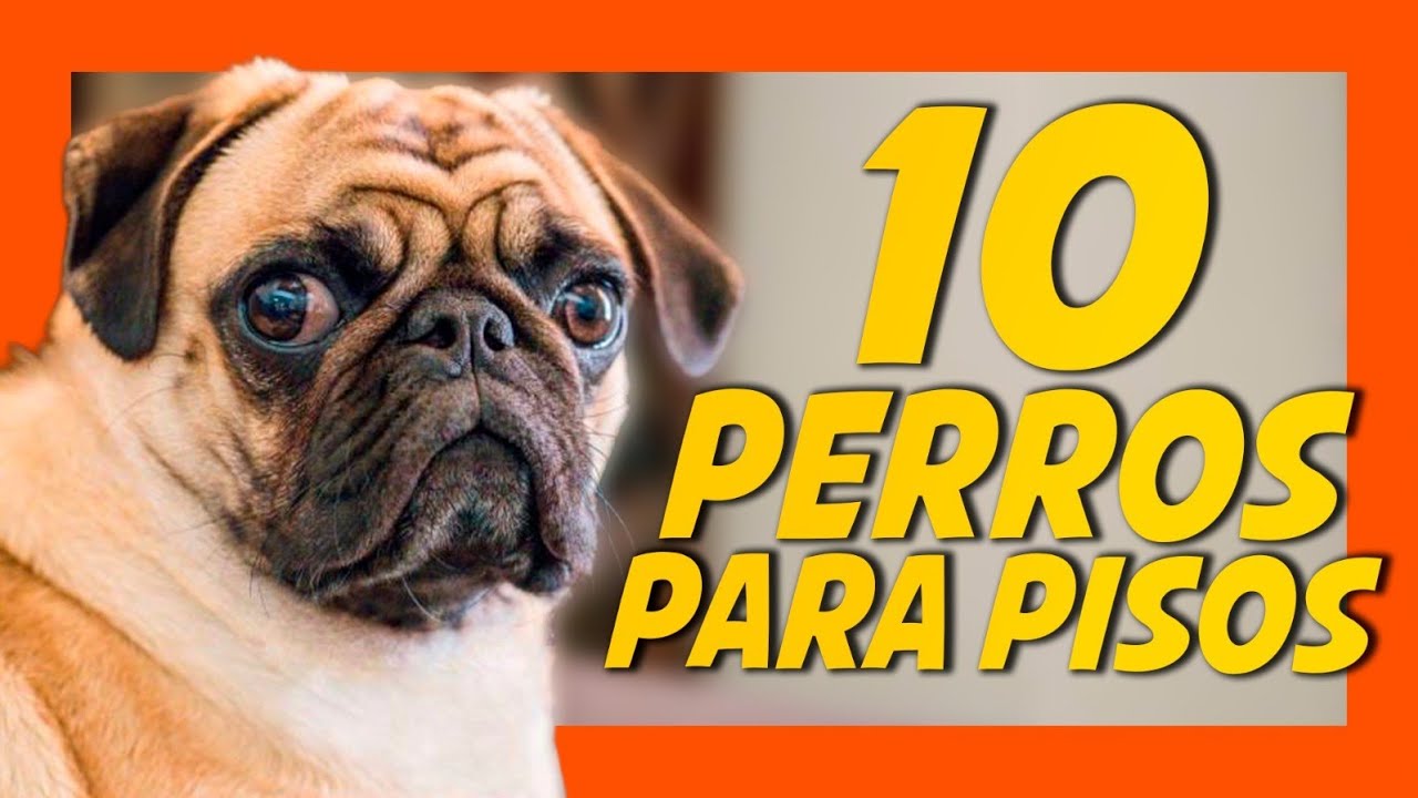 ¿QUÉ RAZA DE PERRO ES IDEAL PARA TU PISO? Las 10 Mejores