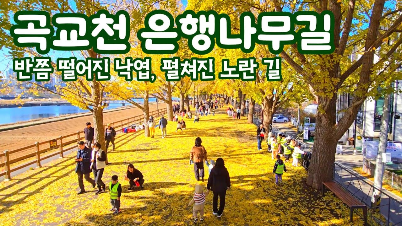 가을이 놓고 간 노란 양탄자, 곡교천 은행나무길 산책｜아산여행, 가을여행, 단풍여행 | Beautiful Ginkgo Street