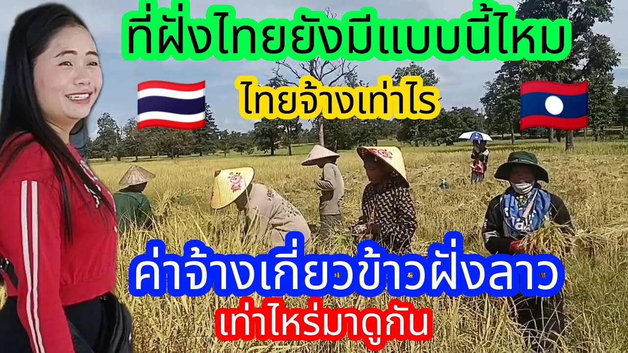 มาดูค่าจ้างเกี่ยวข้าวที่ประเทศลาว🇱🇦วันละเท่าไหร่มาดูกัน