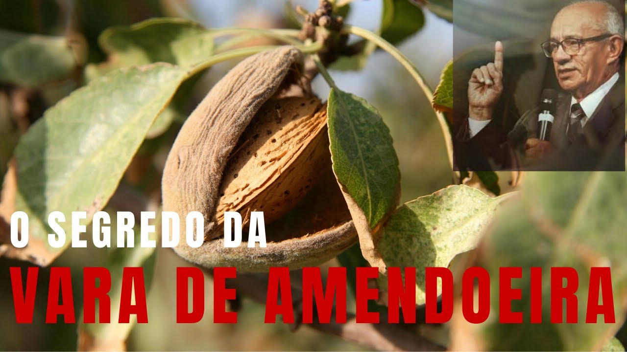 O Segredo Da Vara De Amendoeira