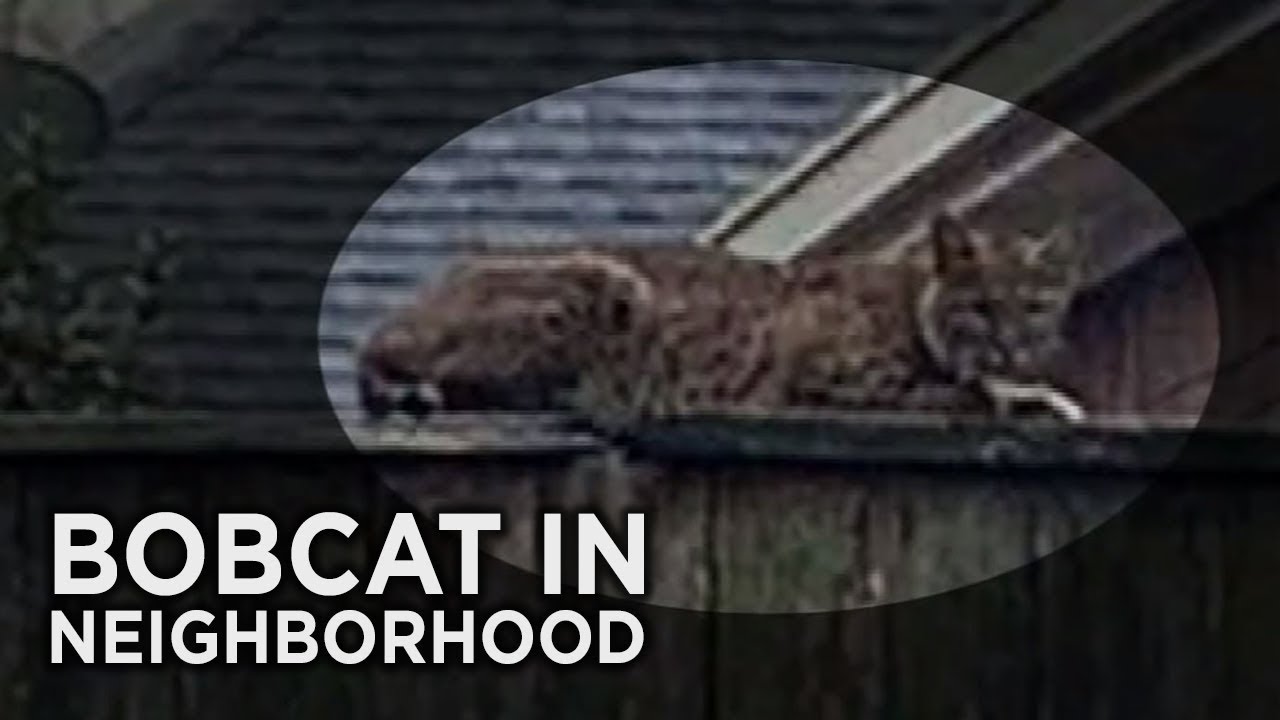 Bobcat sighting has officials warning about mating season
