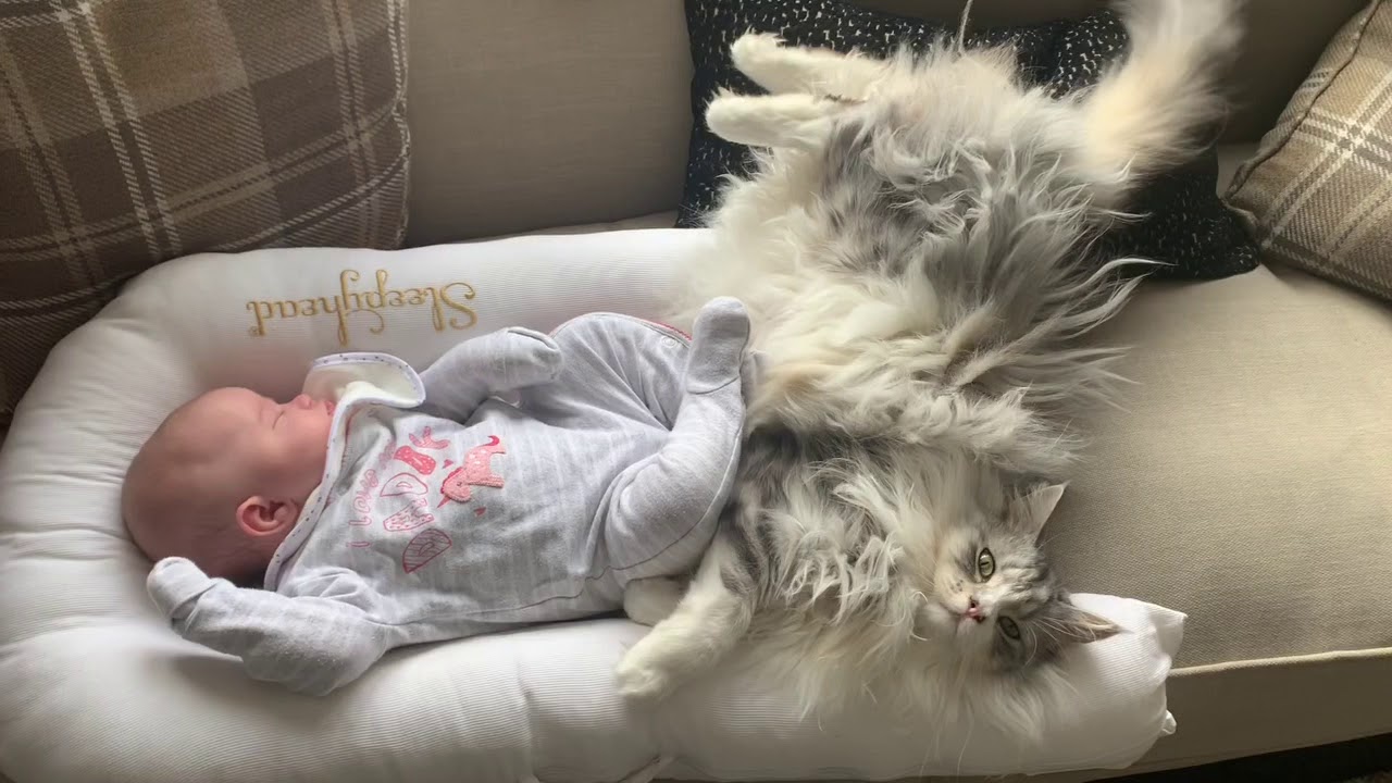 MILO AND MIA CAUGHT CAT NAPPING | THE BOND CONTINUES | MAINECOON AND NEWBORN BABY