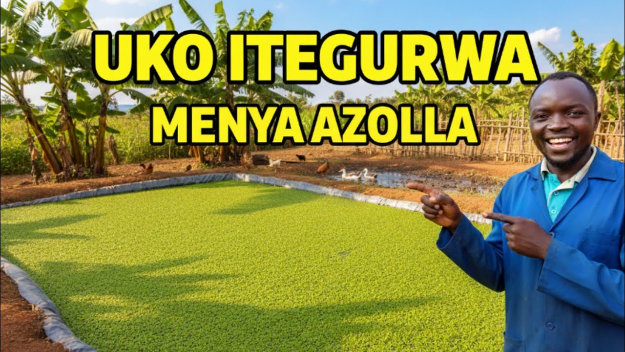 Azolla: Igihingwa cy’ubukire ku bworozi – Menya uko gikoreshwa ✅💵🦃