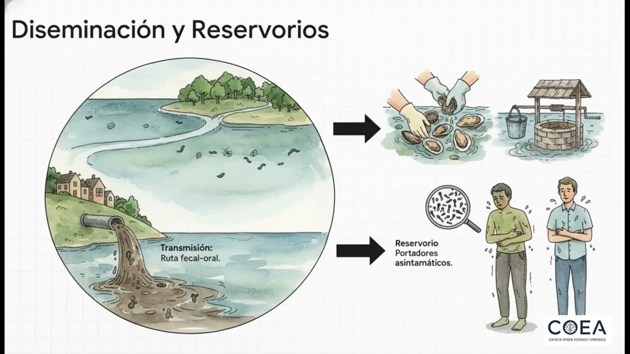 V. cholerae - Microbiología