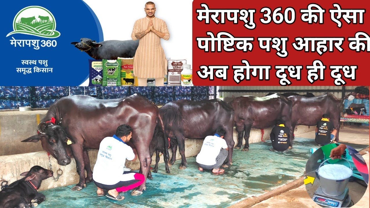 🐃मेरापशु 360 की ऐसी लाजवाब Animal Feed की अब होगा दूध ही दूध 💯 साथ में Free of cost home delivery.👍