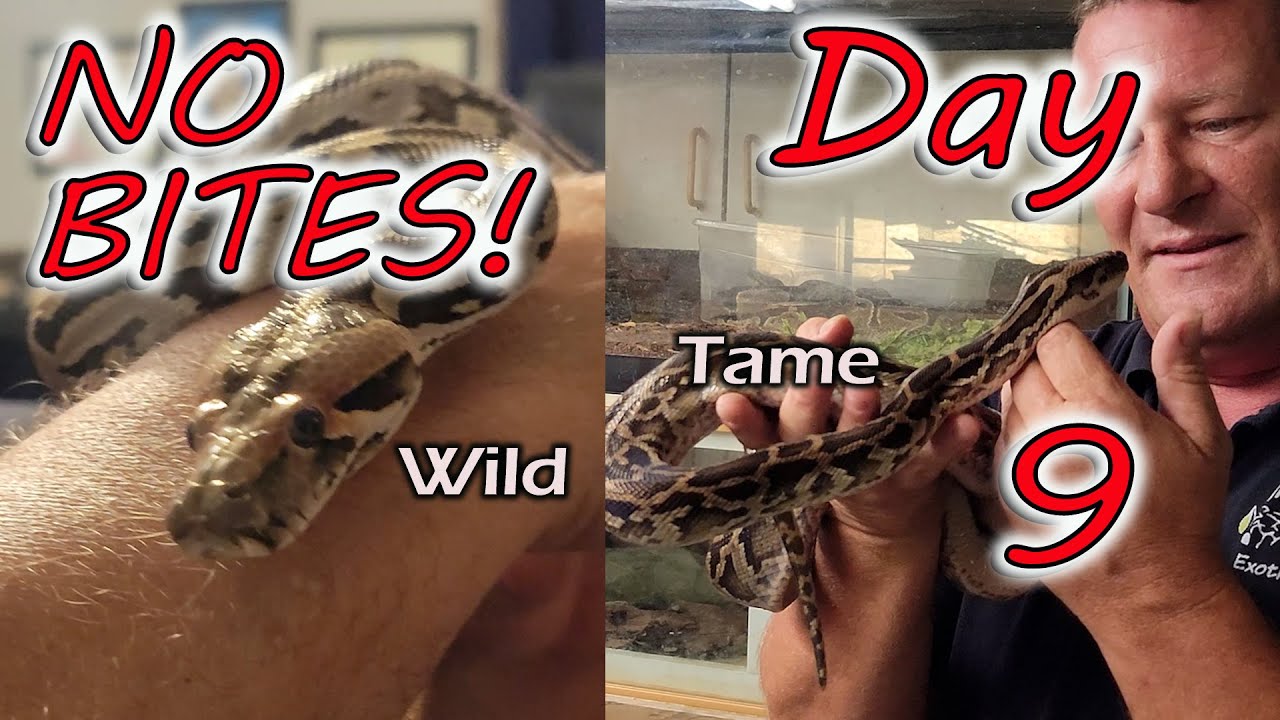 Day 9 Handling Without a Bite What's Next for My Sri Lankan Python?