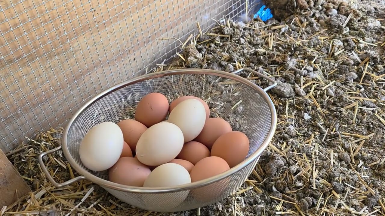 Let's Go On An Egg Hunt!