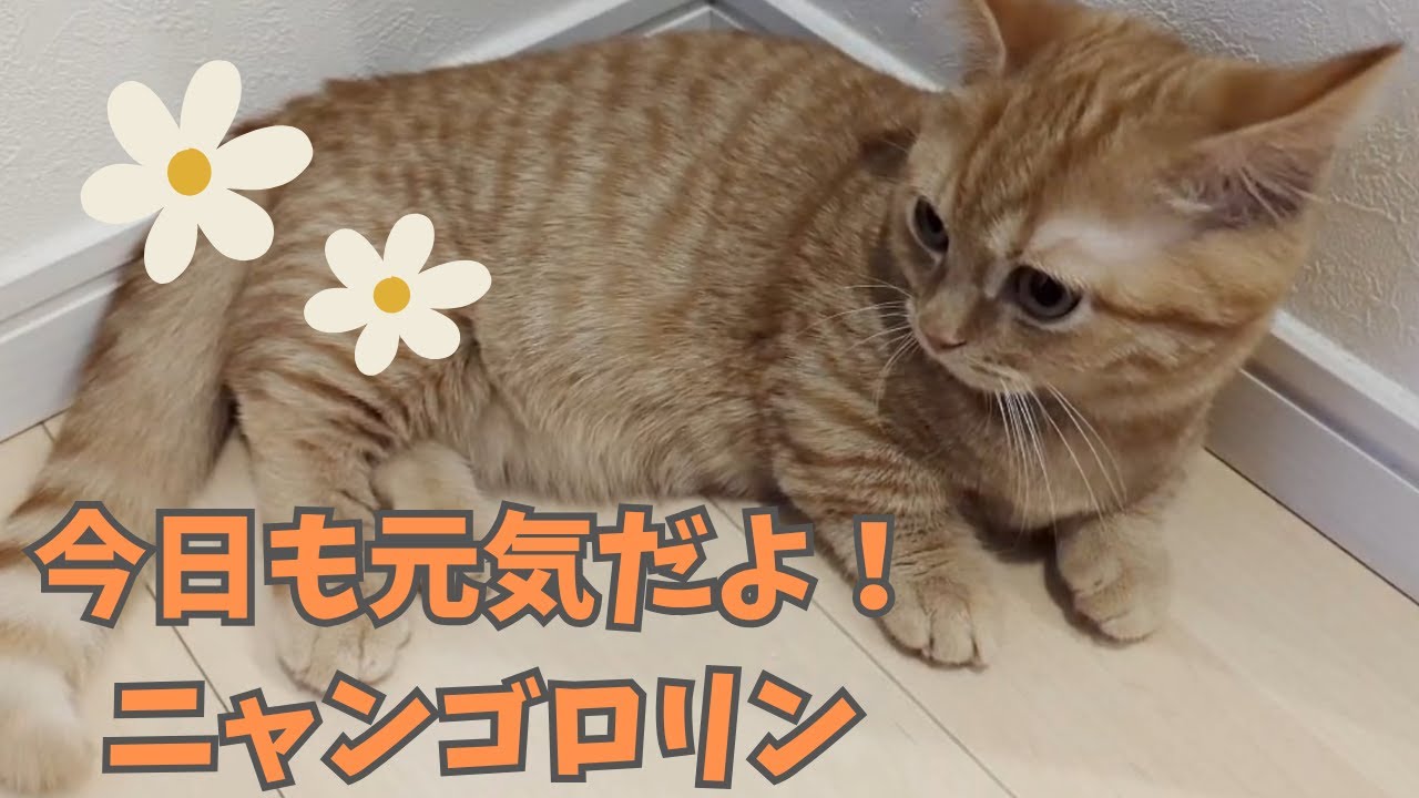 元気に遊んで、しっかり眠るマンチカンにニヤニヤが止まらない件