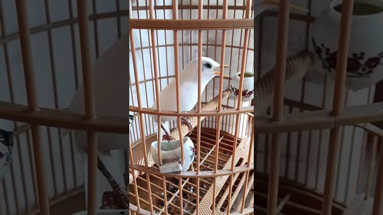 chim họa mi đột biến trắng tinh cực đẹp