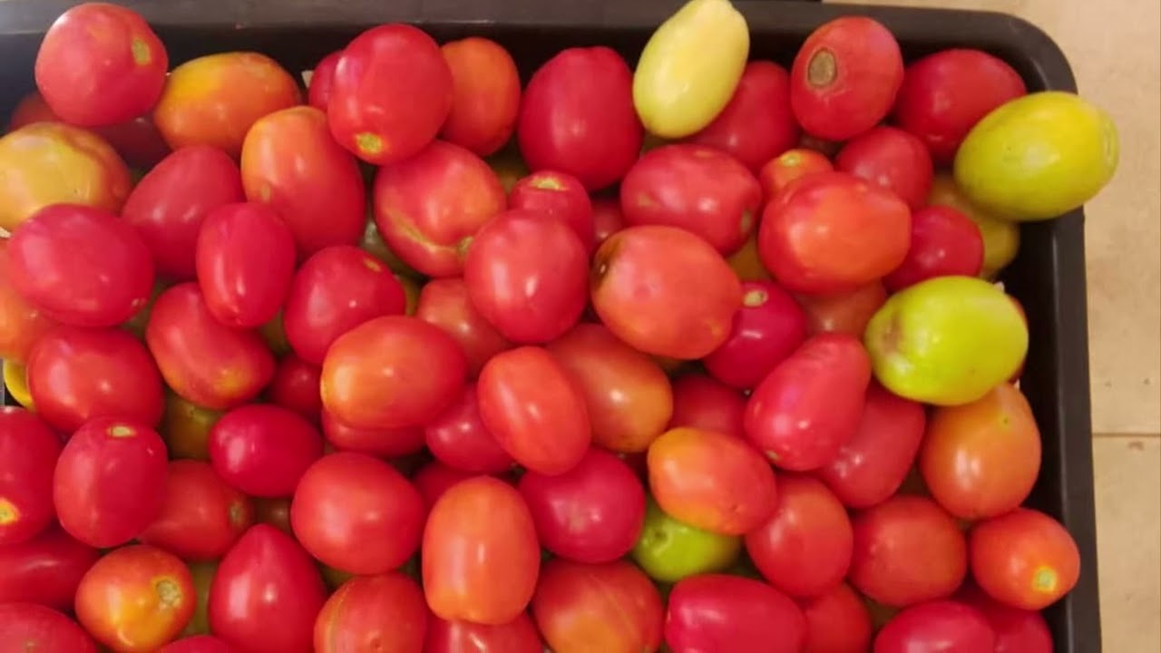 High Yields Rio Grande Tomatoes . How we prevented frost from affecting our crops