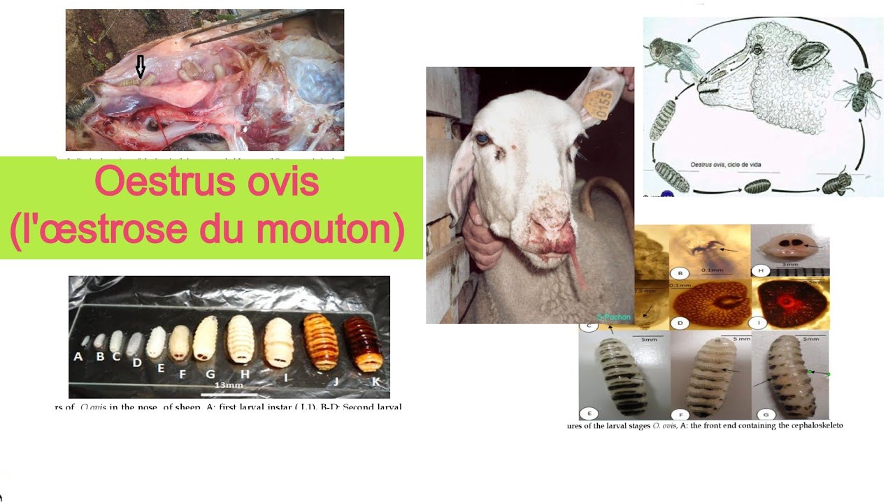(parasitologie 4: Oestrus ovis (l'&oelig;stre du mouton