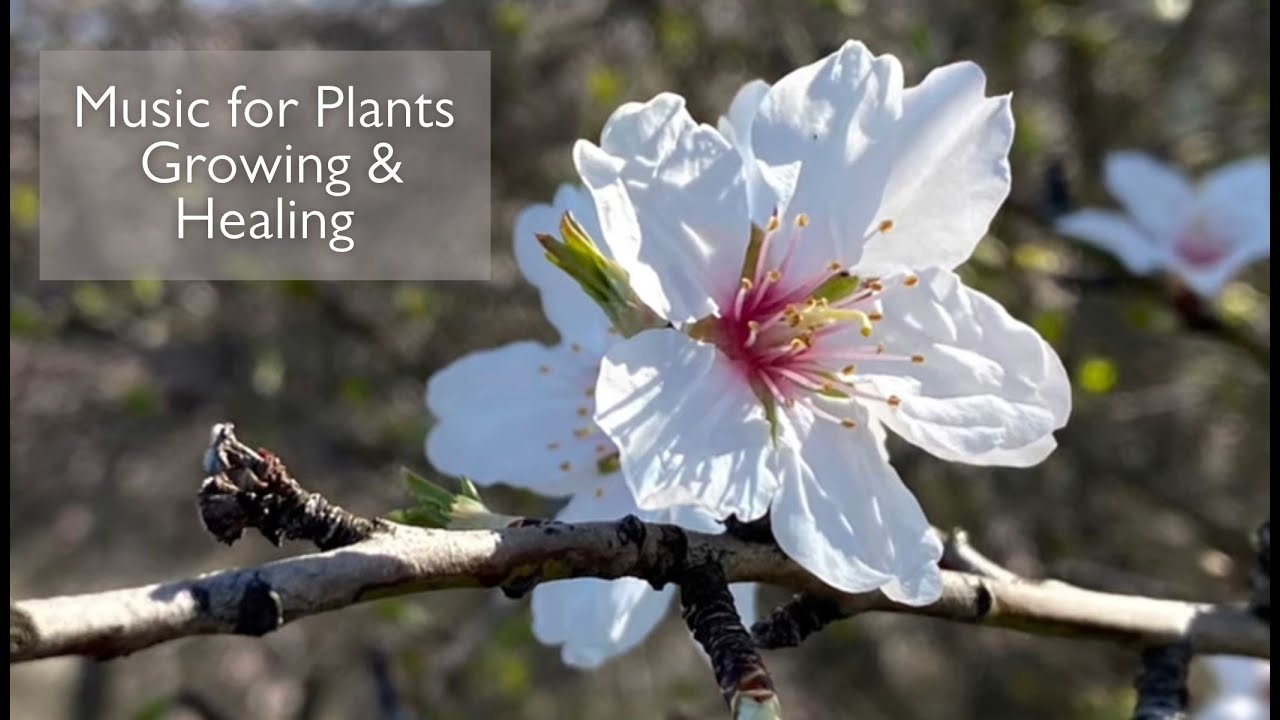 3 Hours Relaxing Music for Plants Healing and Growing 🍃 Natural Ambiance