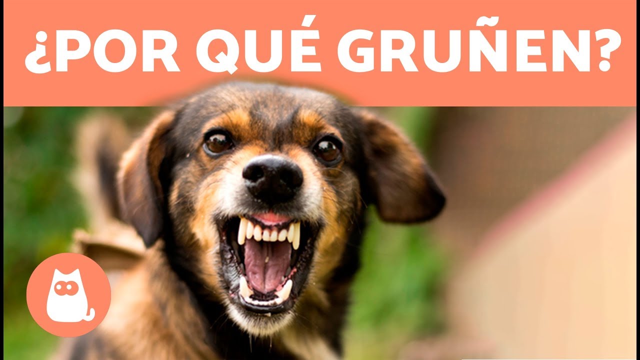 ¿Qué hacer cuando un perro GRUÑE? - Causas y Qué Hacer ✅